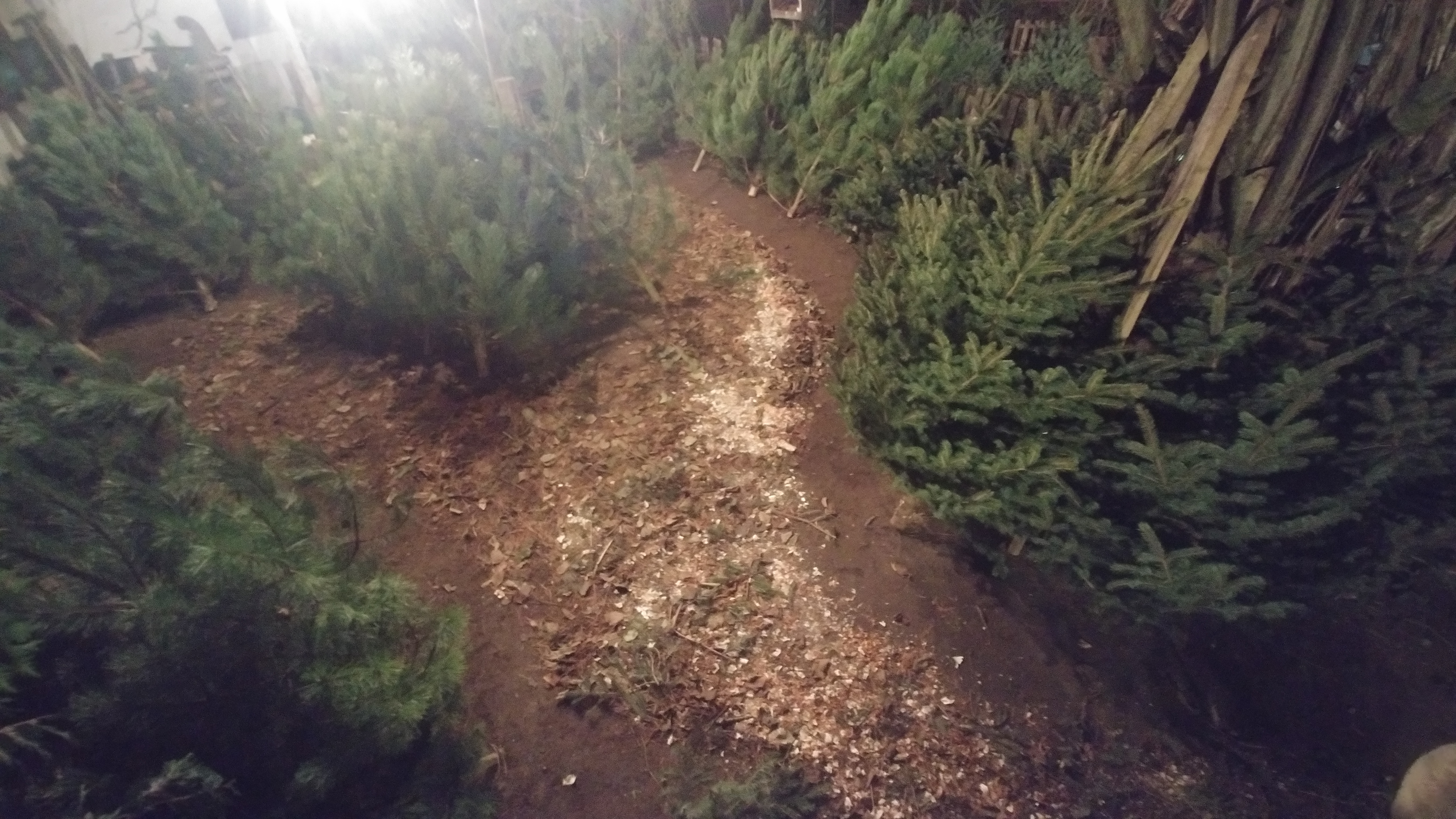 ve�ern� fotka dvora